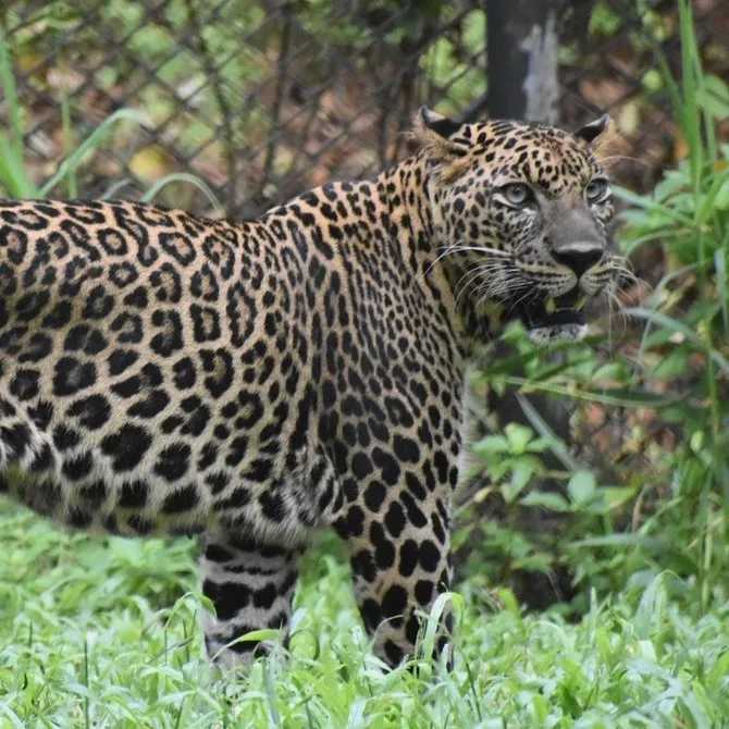 Ranthambore Tour